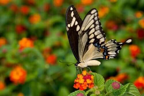 クレスポンテスアゲハ：巨大でエキゾチックな美しい蝶