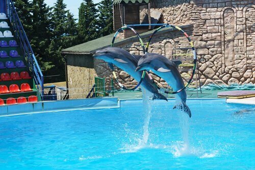 イルカのいる水族館：イルカにとっては自由ではなく独房？