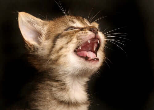 鳴き声がうるさい猫　猫　鳴く理由