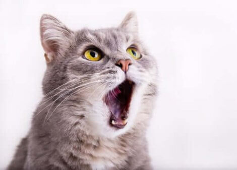 猫が鳴きやまない理由を考えてみよう 猫の鳴き声について My Animals