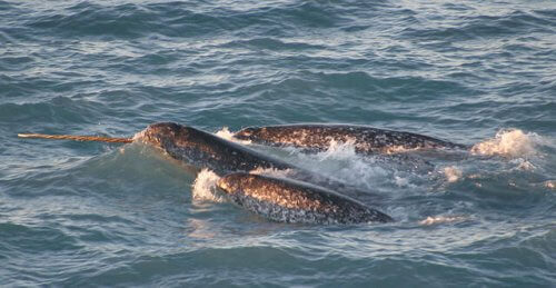 海のユニコーンと呼ばれるクジラ：イッカクについて