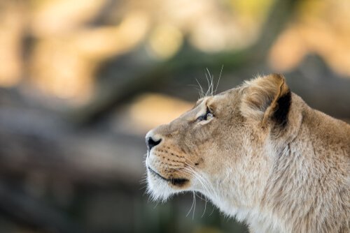 保護　メスライオン　アフリカ