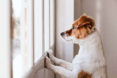 【ワンちゃんの奇行？】愛犬が壁を舐めるのはなぜだろう