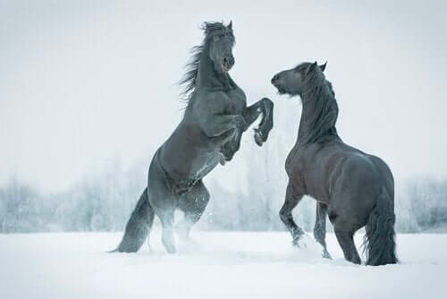【シベリアで驚きの発見！】氷に閉ざされた先史時代の馬