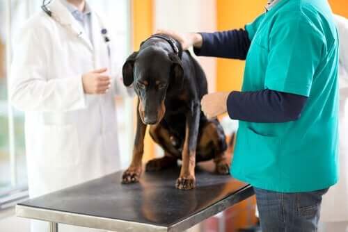 犬のための化学療法