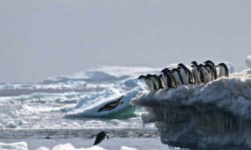 【地球温暖化が原因？】南極大陸にあるペンギン墓地