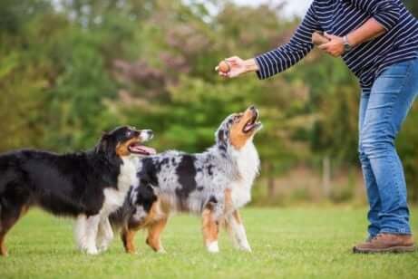 犬の訓練 心理学 しつけ 訓練 犬