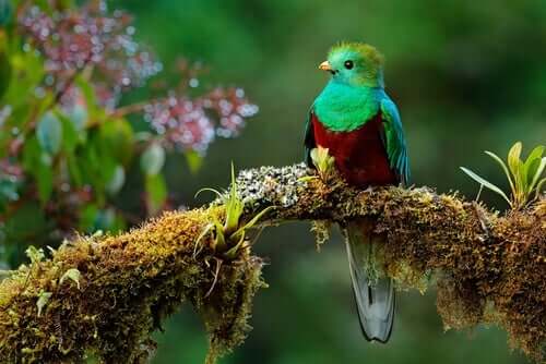 【幻の鳥】南米の象徴的な鳥ケツァール