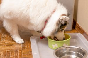 3 praktiske olivenolje-tips for hunden din