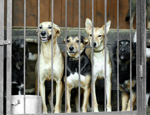 Sør-Korea avslutter det største hundekjøttmarkedet