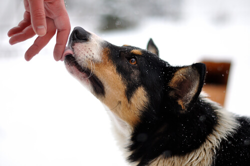 Hva betyr det når en hund slikker deg, eller gir deg "kyss"?