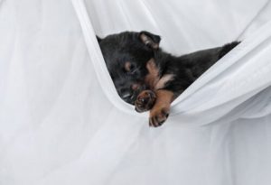 Hvorfor sover hunder dagen lang?