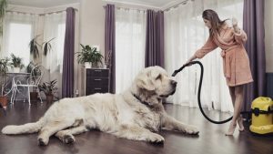 Hvordan kan du holde huset rent med et kjæledyr?