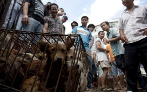 Hundekjøttfestivalen i Kina
