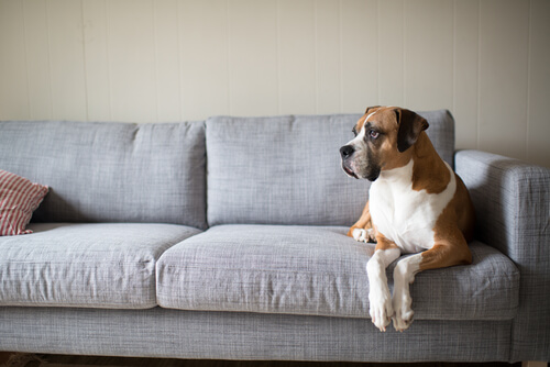 Hund i sofa
