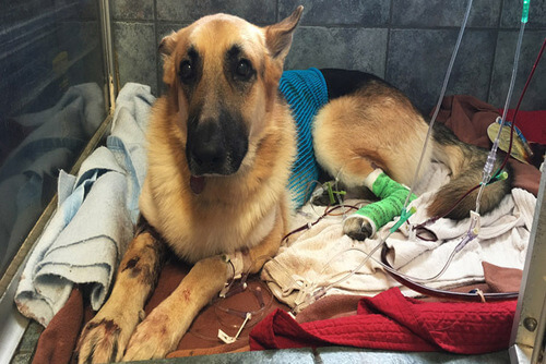 Hunden som reddet ei lita jente fra en klapperslange