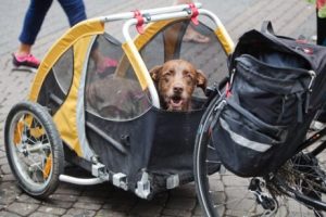 Hunden som reiste på tvers av Peru på sykkel
