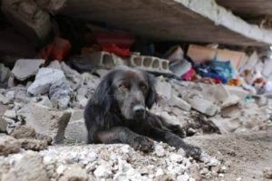 Jordskjelv i Ecuador: Hund nekter å forlate hjemmet sitt