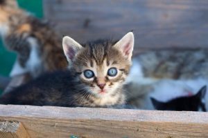9 grunner til at du bør adoptere en katt