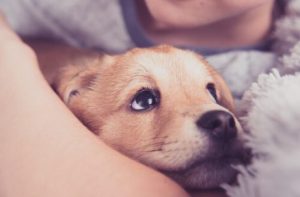 Helsevarsel: Hva er anafylaksi hos hunder?