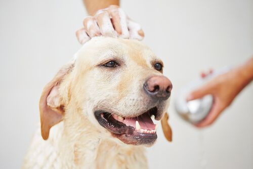 Hund får et bad