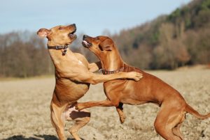 Kjennetegnet til alfahunder og andre dominante hunder