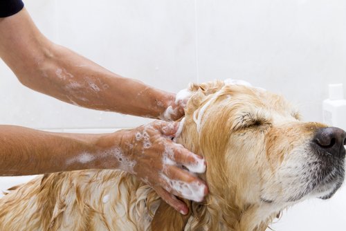 Hund som bader