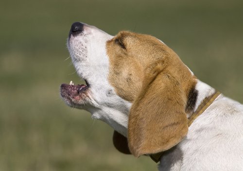 Beagle som bjeffer