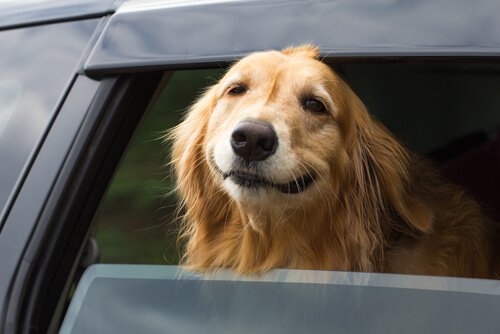 Unngå at hunden din blir bilsyk på bilferier