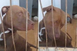 Amerikansk staffordshire terrier reddes fra en låst bil - venter på eieren sin på dyresenter