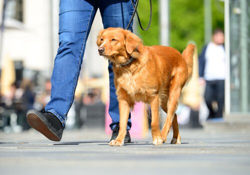 Hvordan kan du forhindre at labbene til hunden din blir brent på sommeren?