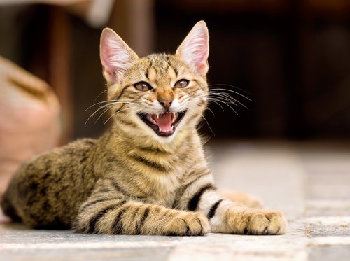 Kattens mjauing: Alt du trenger å vite om dette fenomenet