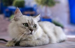 Kattespråk: katten din snakker