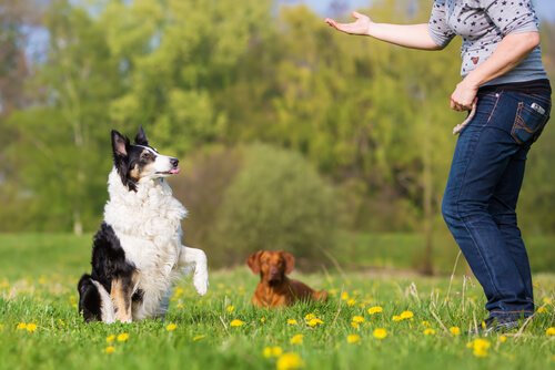 Grunnleggende lydighetsøvelser for hunden din
