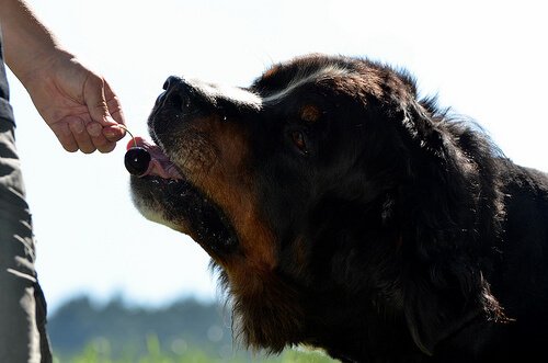 Hvordan kan du innføre naturlig ernæring for hunder?