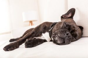 9 grunner til oppkast hos hunder