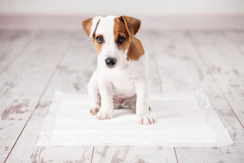 Hvordan kan du lære en hund å gjøre fra seg på avispapir?