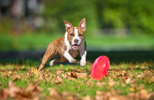 Hund jager frisbee