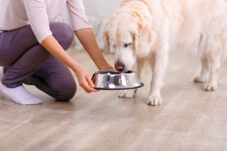 Tips for å holde maten til hunden din fersk
