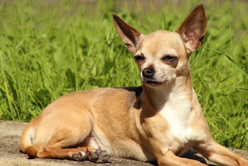 Alt du trenger å vite om Chihuahuaen