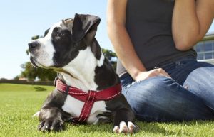 Å ha hund forbedrer din følelsesmessige og fysiske helse