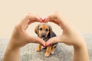 Alt hunden din vil er å gi deg sitt hjerte