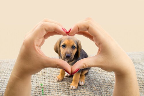 Alt hunden din vil er å gi deg sitt hjerte