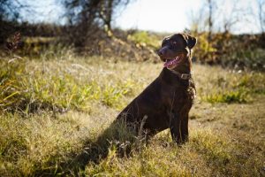 Hundetrening: Få hunden din til å komme når du tilkaller den
