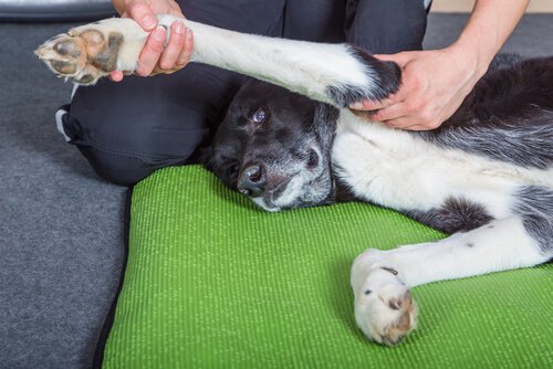 Fordelene ved å gi hunden din en massasje