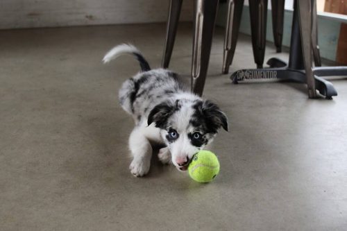 Hund med ball