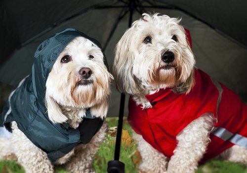Hunder med regnjakker under paraply