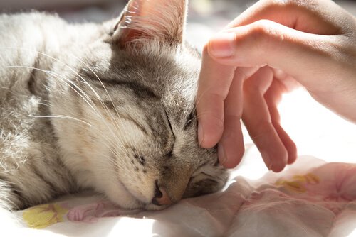 5 fordeler ved å dele sengeplass med en kosete katt