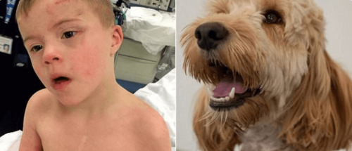 Gutt med Down syndrom reddet av familiehunden