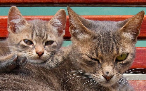 Hva er den generelle forventede levetiden til katter?